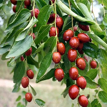 Зизифус (Китайский финик, Унаби обыкновенный)