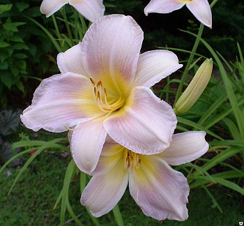 Лилейник гибридный Катерина Вудбери
