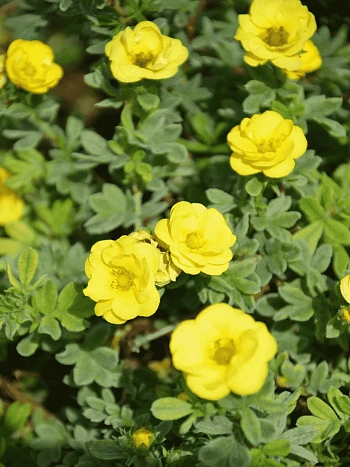 Лапчатка кустарниковая Citrus Tart