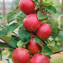 Яблоня Лето красное