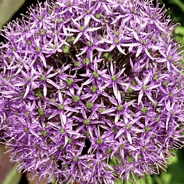 Лук декоративный Cristophii