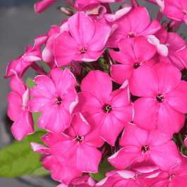 Флокс метельчатый Bambini Desire