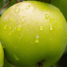 Яблоня Мартовское