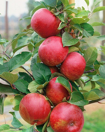 Яблоня Лето красное