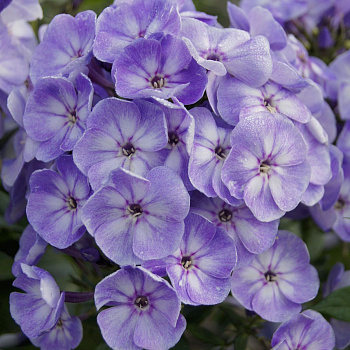 Флокс метельчатый Юник Олд Блу ПАТИО