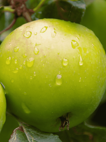 Яблоня Мартовское