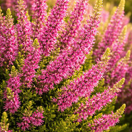 Вереск обыкновенный Anna Sofia