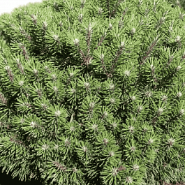 Сосна горная Benjamin