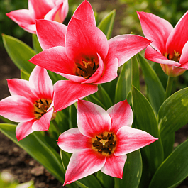 Тюльпан ботанический Czaar Peter