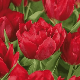 Тюльпан Махровый Abba