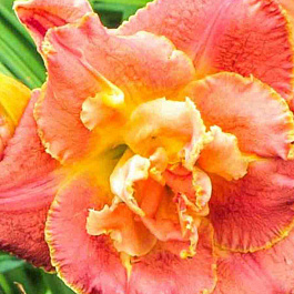 Лилейник Susan Pritchard Petit