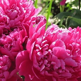 Пион Молочноцветковый Bouchela