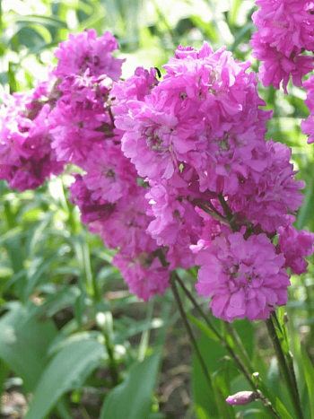 Лихнис альпийский Magenta