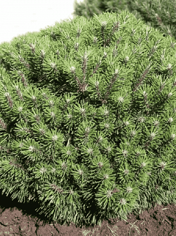 Сосна горная Benjamin