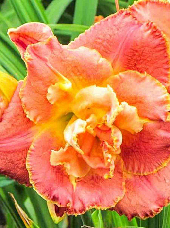 Лилейник Susan Pritchard Petit