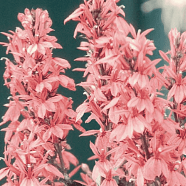 Лобелия прекрасная Fan F1 Salmon