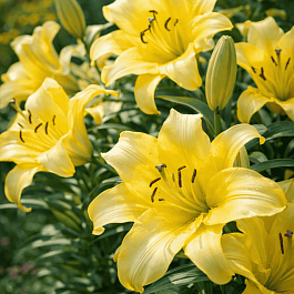 Лилия Exotic Sun