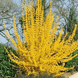 Форзиция промежуточная  Golden Time