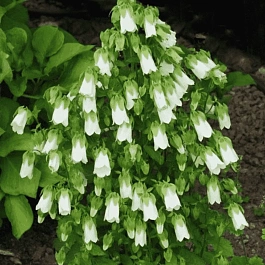 Колокольчик повислый