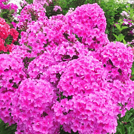 Флокс метельчатый Арбатский Романс