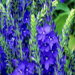 Вероника широколистная Royal Blue