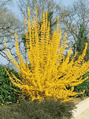 Форзиция промежуточная  Golden Time