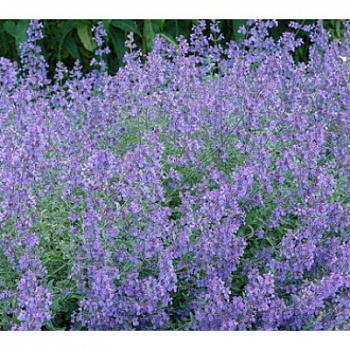 Котовник жилковатый Блю Мун