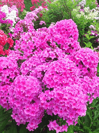 Флокс метельчатый Арбатский Романс