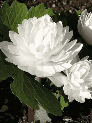 Сангвинария канадская Flora Plena