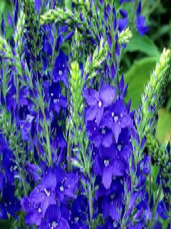 Вероника широколистная Royal Blue