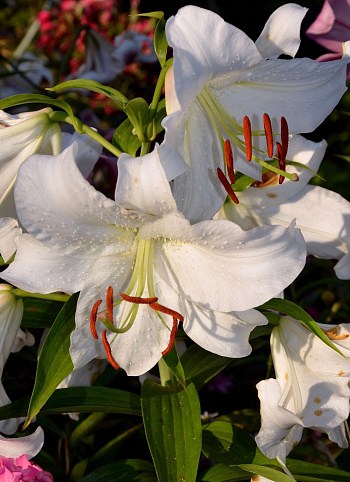 Лилия восточная Нова Зембла