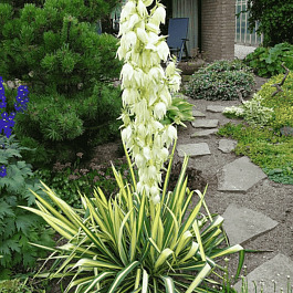 Юкка сизая Color Guard