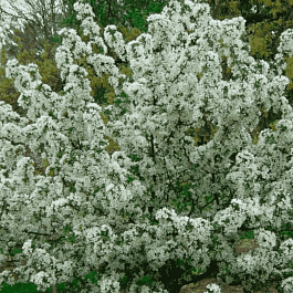 Яблоня декоративная Бесприданница