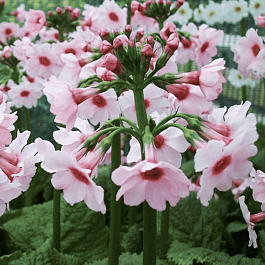 Примула японская Apple Blossom