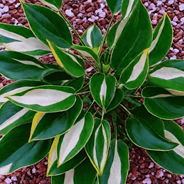 Хоста Whirly Pop