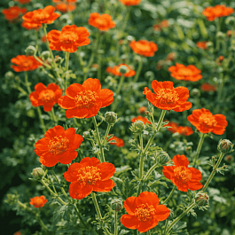 Гравилат ярко-красный Tosai Orange