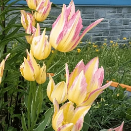 Тюльпан Antoinette