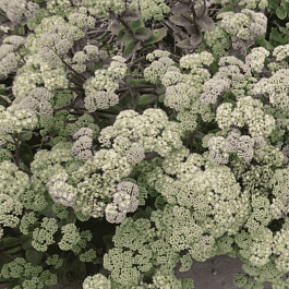 Очиток телефиум Goosberry's Fool