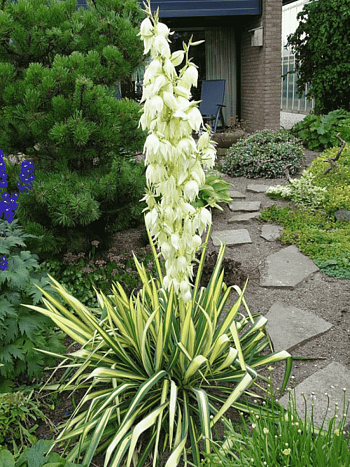 Юкка сизая Color Guard