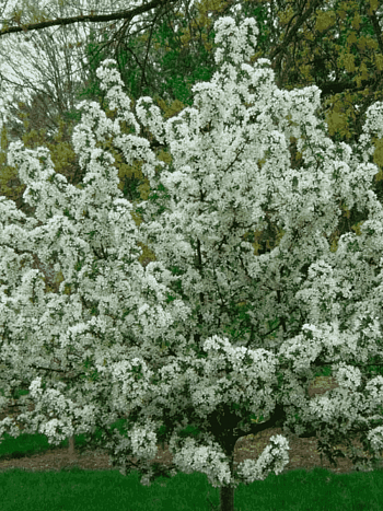 Яблоня декоративная Бесприданница