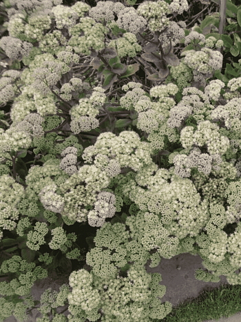 Очиток телефиум Goosberry's Fool