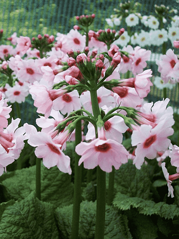 Примула японская Apple Blossom