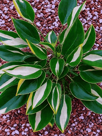 Хоста Whirly Pop