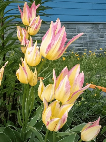 Тюльпан Antoinette