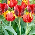 Тюльпан попугайный  Bright Parrot