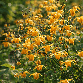 Горянка Amber Queen