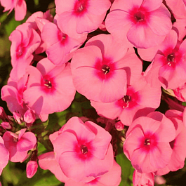 Флокс метельчатый Jeff's Pink