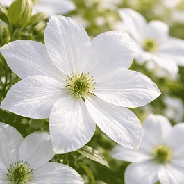 Клематис гибридный Ivan Olsson