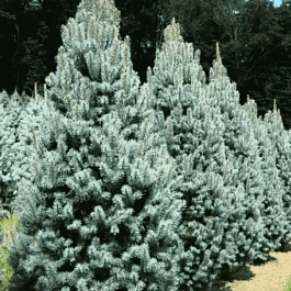 Ель колючая Iseli Fastigiate