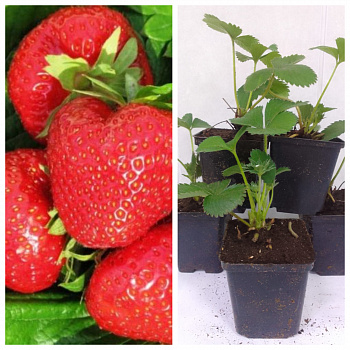 Земляника садовая Олимпия НАБОР 5ШТ